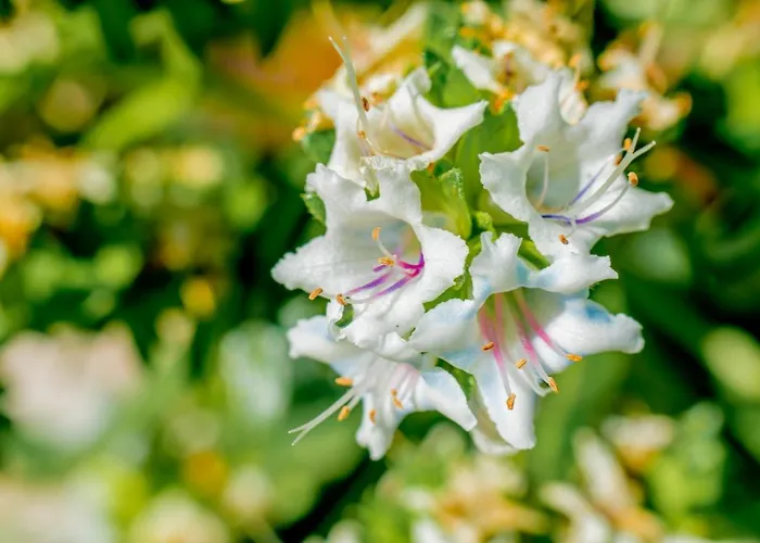 Hyde Park Lane מלון דירות 4*