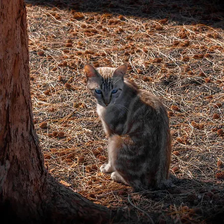 Hyde Park Lane Hotel apartamentowy Puerto del Carmen (Lanzarote)