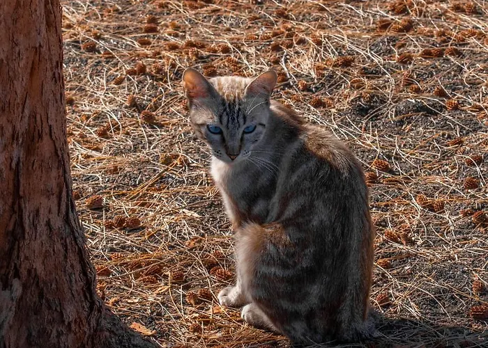 Hyde Park Lane شقة فندقية بويرتو ذيل كارمين
