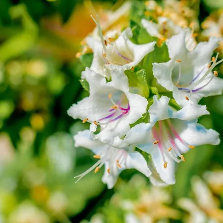 Hyde Park Lane Lägenhetshotell 4*